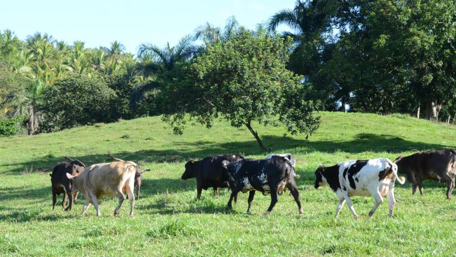 CEPAL : “Leche RD es de baja calidad” CEPAL : “Leche RD es de baja calidad”