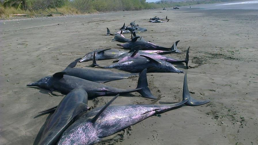 Cerca de 50 delfines se encuentran varados en una playa del Pacífico panameño