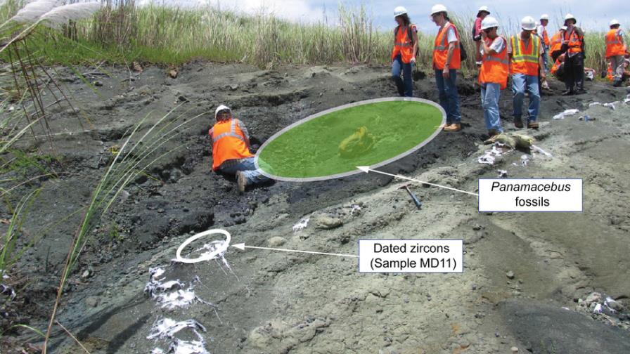 Los primates estaban en Centroamérica hace 21 millones de años, según estudio