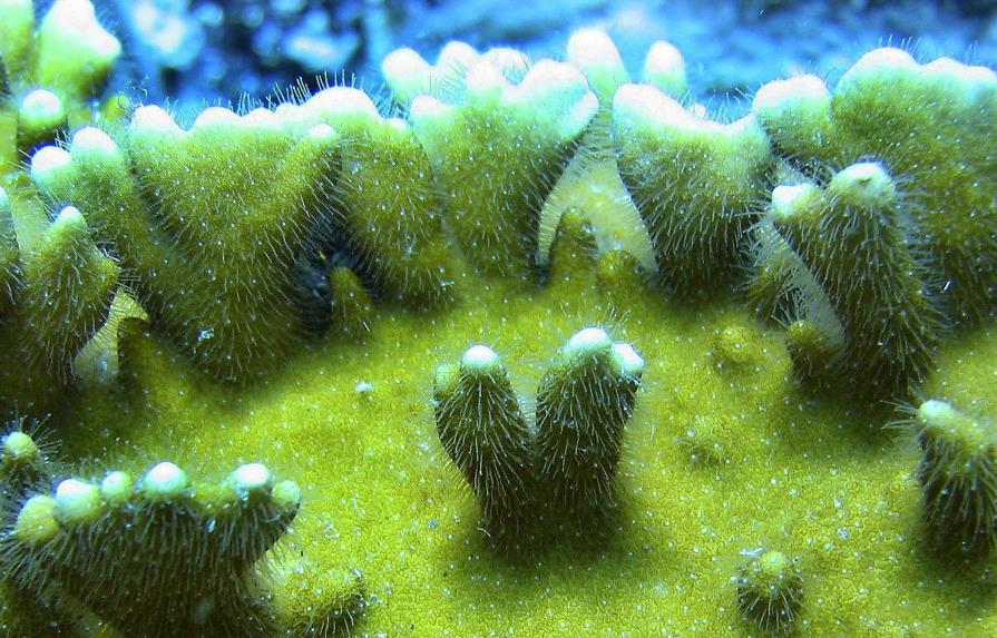Desaparición de plantas submarinas amenaza la pesca en Florida