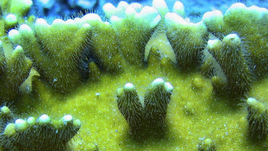 Desaparición de plantas submarinas amenaza la pesca en Florida