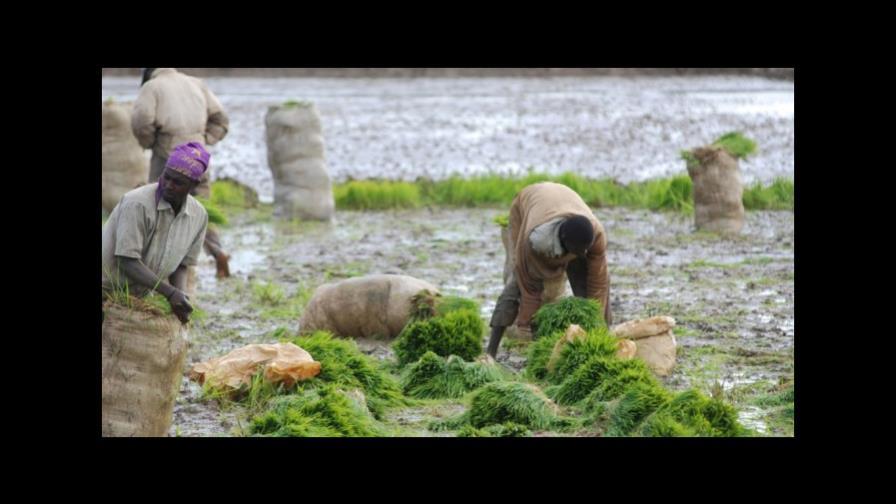 Banreservas dice prestó más de RD$6 mil millones al sector arrocero en un año