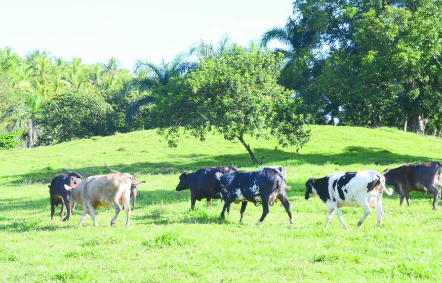 CEPAL: El sector lácteo dominicano tiene muy baja productividad