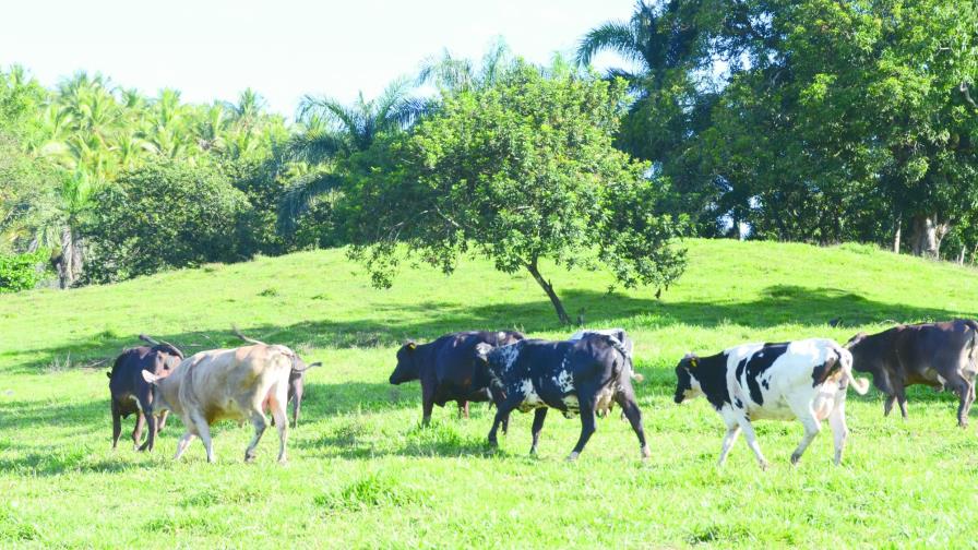 CEPAL: El sector lácteo dominicano tiene muy baja productividad