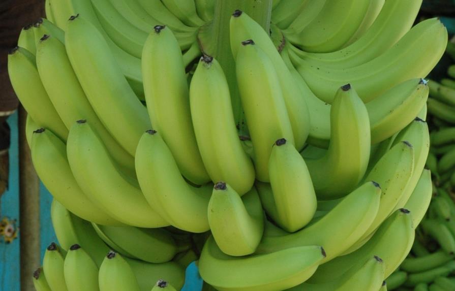 República Dominicana exporta cerca del 80% del banano orgánico del mercado mundial
