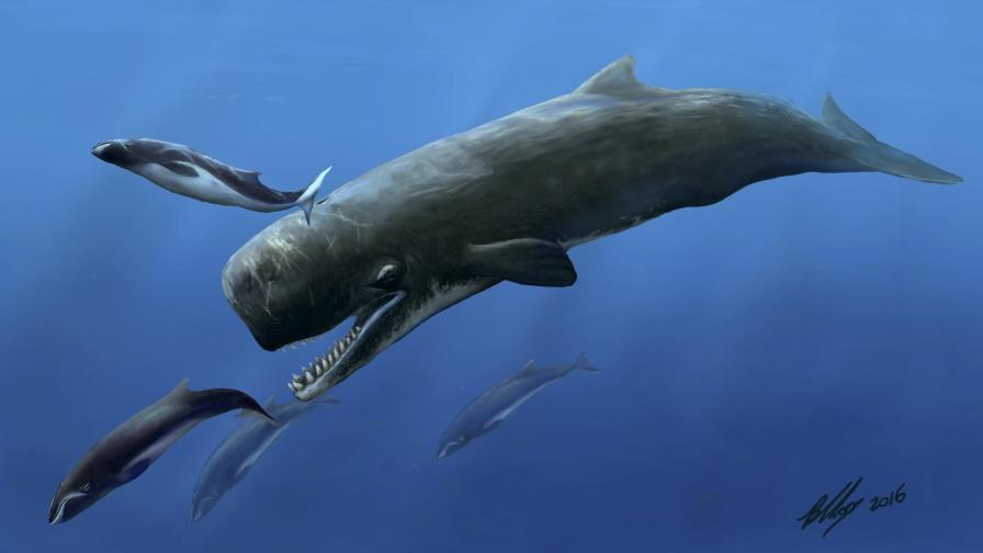 Museo de Australia presenta gigantesco diente de un cachalote prehistórico