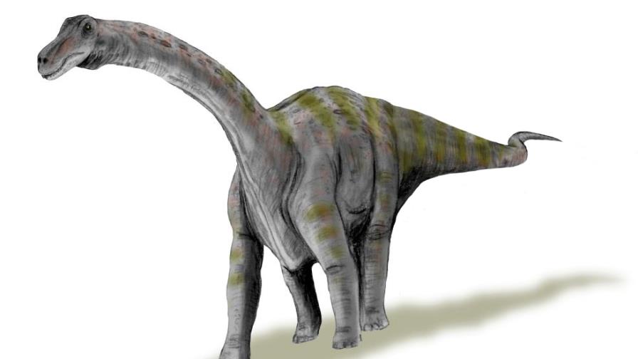 Los gigantescos Rapetosaurus adquirían enseguida proporciones de adulto
