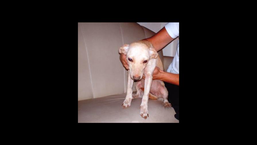 Curar la sarna es complejo