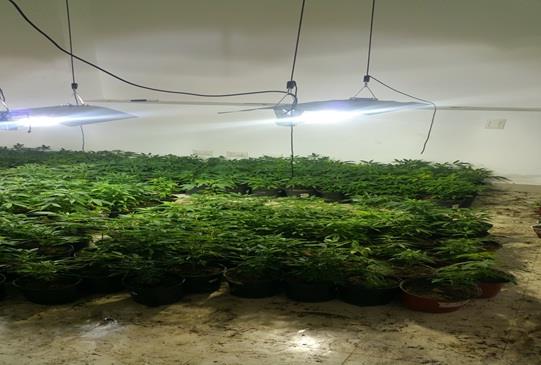 Desmantelan vivero con 771 plantas de marihuana en Verón y apresan canadiense