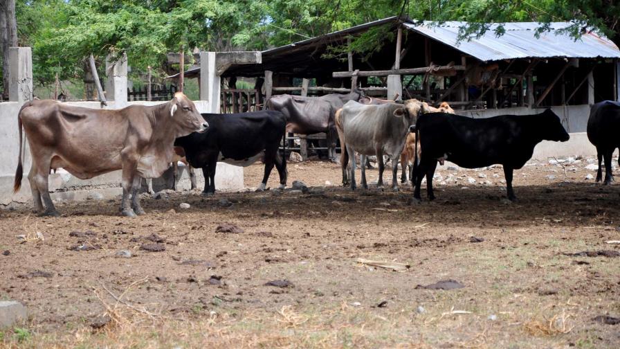 Crisis del sector ganadero se profundiza por falta de agua y alimentos
