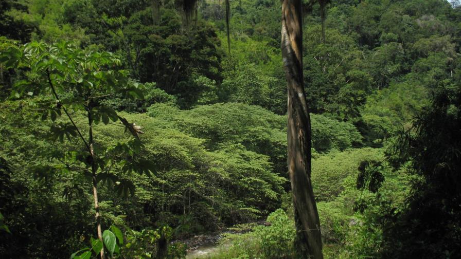 El mundo es más verde ahora que hace 30 años, según un estudio internacional