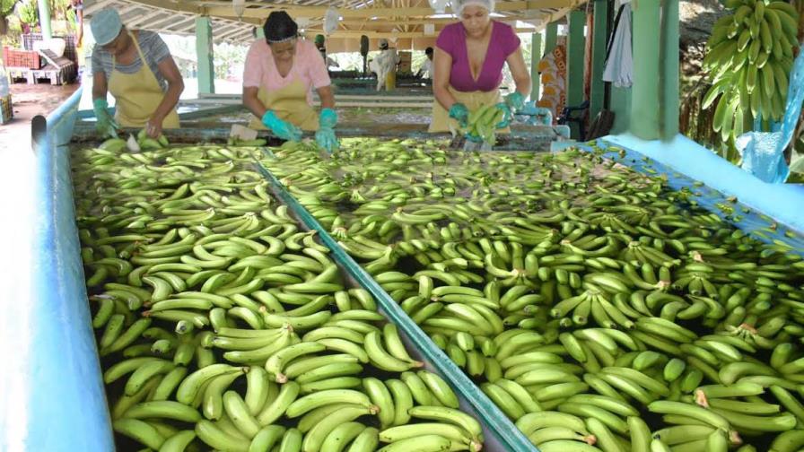 El sector bananero genera US$420 millones al año y crea más de 32,000 empleos