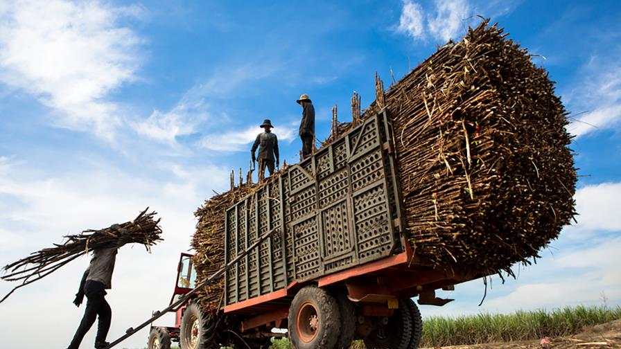 El bagazo de la caña podría aportar hasta 4% de generación eléctrica El bagazo de la caña podría aportar hasta 4% de generación eléctrica