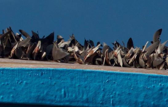 Denuncian carga de aletas de tiburón en bote que navegaba en el Banco de la Plata