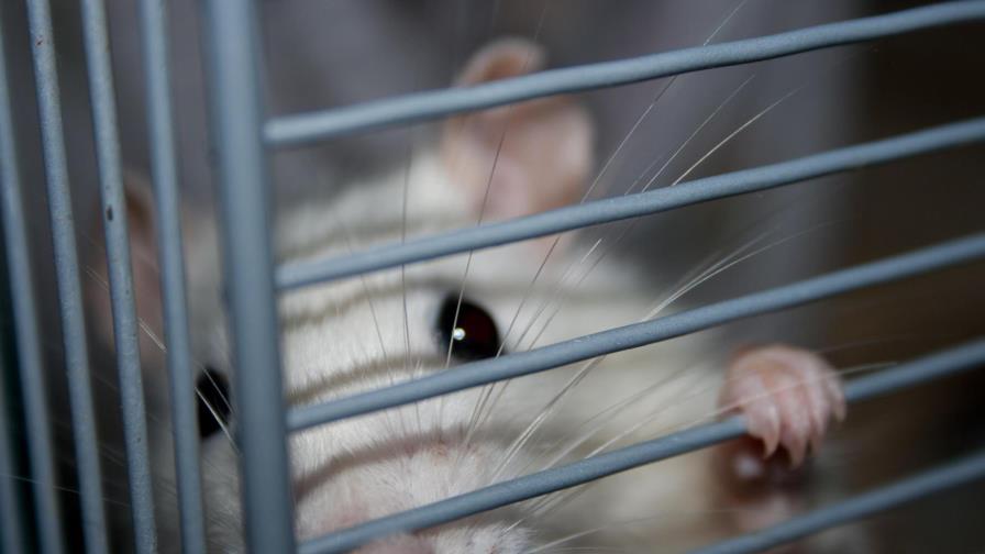 Logran restaurar la formación de recuerdos en ratones privados de sueño Logran restaurar la formación de recuerdos en ratones privados de sueño