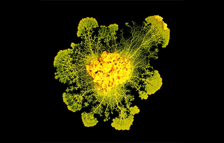 Los organismos unicelulares son capaces de aprender, según un estudio