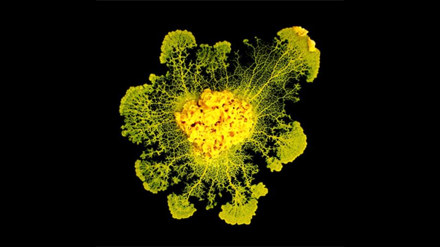 Los organismos unicelulares son capaces de aprender, según un estudio