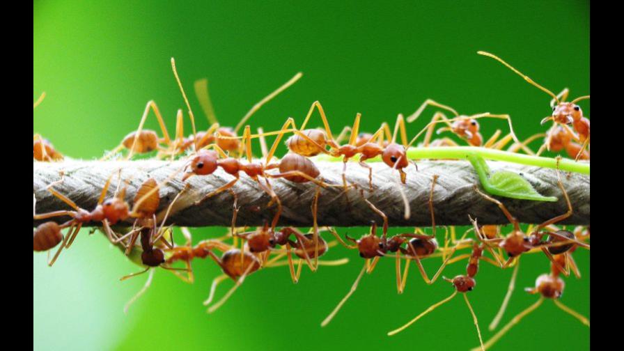 Científicos confirman la relación entre la química cerebral y la conducta