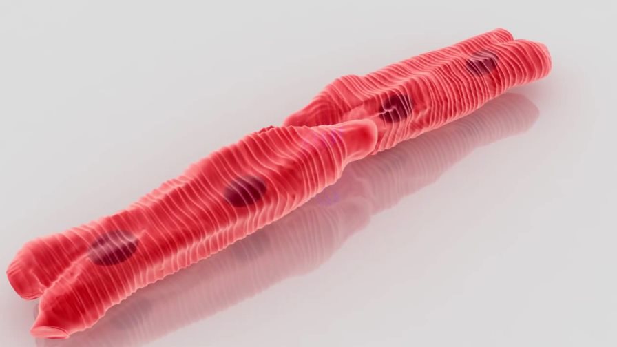 Científicos de Estados Unidos generan un músculo cardíaco a partir de prepucio humano Científicos de Estados Unidos generan un músculo cardíaco a partir de prepucio humano