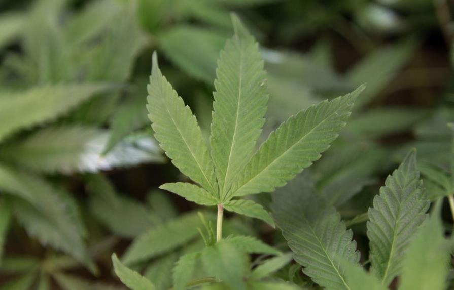 Connecticut, a un paso de aprobar la marihuana medicinal para menores 