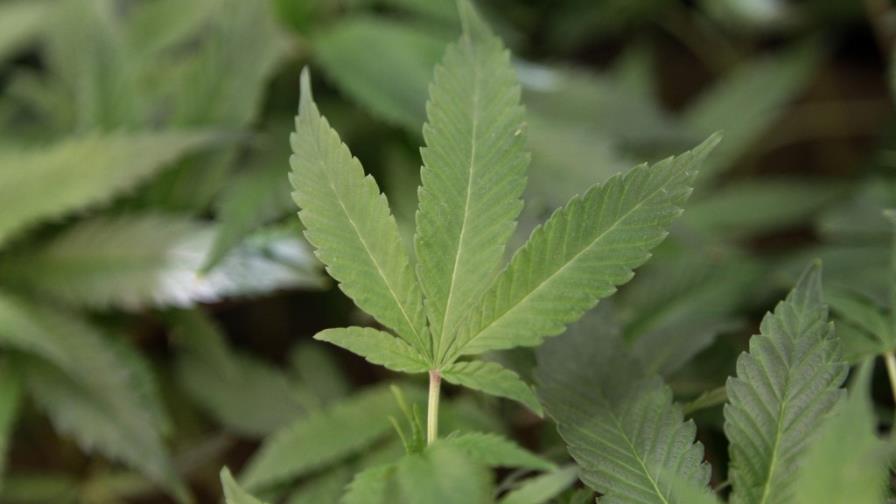 Connecticut, a un paso de aprobar la marihuana medicinal para menores 