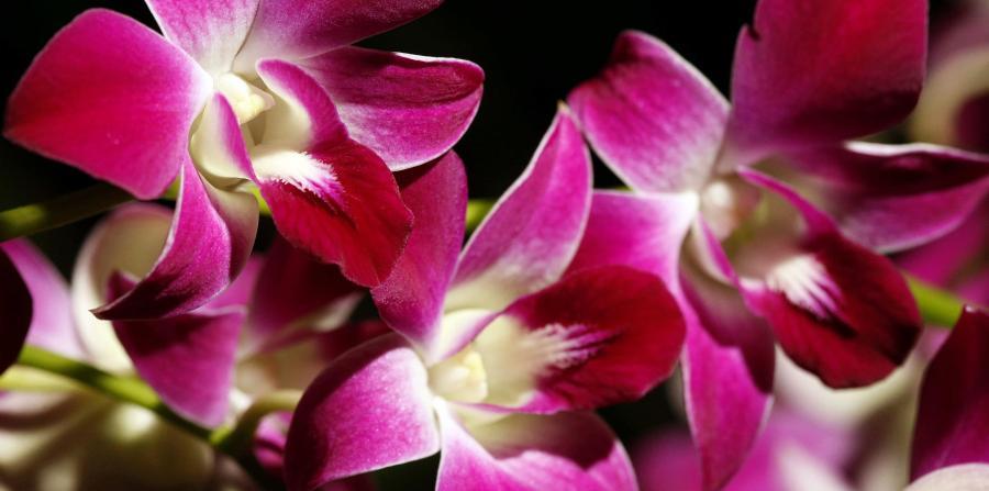 Descubren dos nuevas especies de orquídea en la Amazonía brasileña