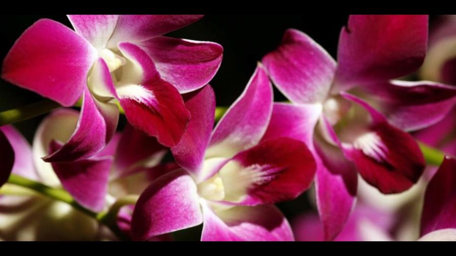 Descubren dos nuevas especies de orquídea en la Amazonía brasileña Descubren dos nuevas especies de orquídea en la Amazonía brasileña