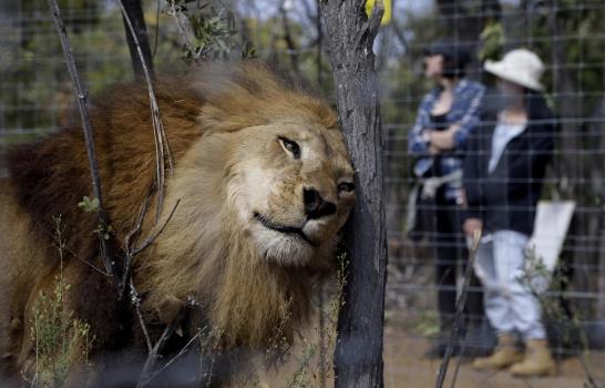 El regreso a África de 33 leones que fueron rescatados de circos en Perú y Colombia