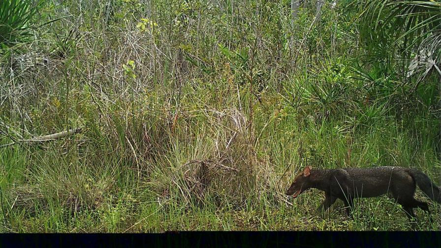 Encuentran una especie de perro de monte, considerada extinta hace 30 años