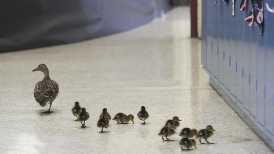 Mamá pata recorre cada año los pasillos de una escuela 