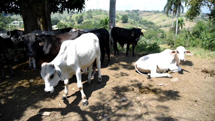 De 115,578 unidades pecuarias 47,916 corresponden a ganado De 115,578 unidades pecuarias 47,916 corresponden a ganado