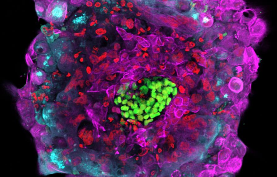 Estudios muestran nueva fase de desarrollo de embrión 