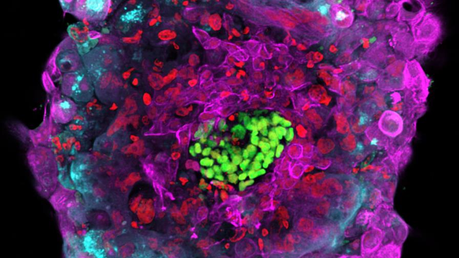 Estudios muestran nueva fase de desarrollo de embrión 