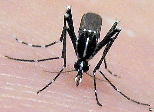 El mosquito “más invasivo del mundo” también transmite zika; pero no cambia la estrategia de Salud Pública