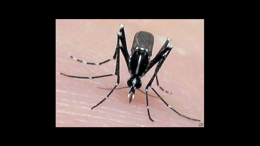 El mosquito “más invasivo del mundo” también transmite zika; pero no cambia la estrategia de Salud Pública El mosquito “más invasivo del mundo” también transmite zika; pero no cambia la estrategia de Salud Pública