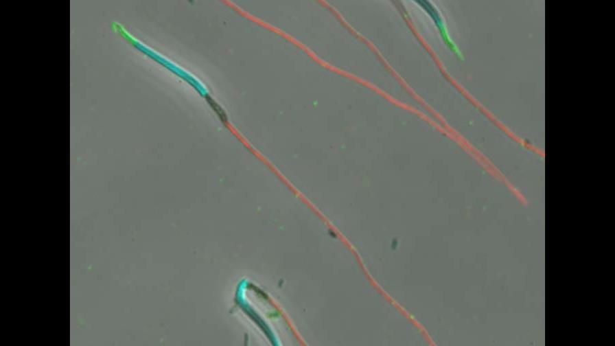 El esperma de cocodrilo puede servir para entender la infertilidad masculina