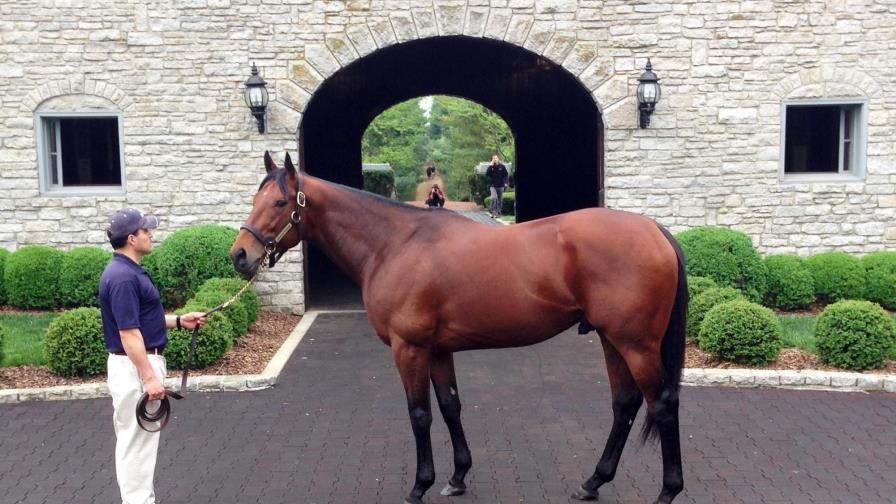 Ganador de la Triple Corona, American Pharoah se da la gran vida de semental 