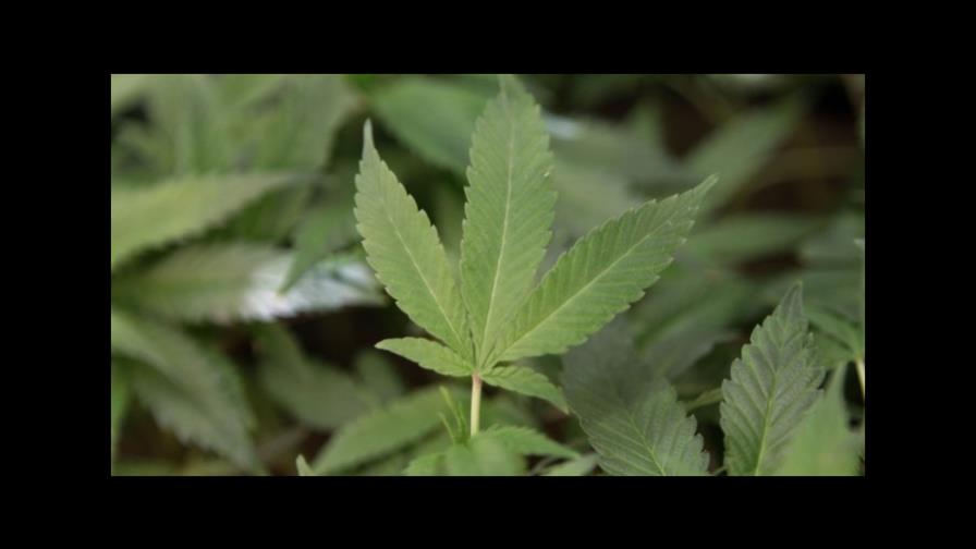 Piden legalización de marihuana en Paraguay, el mayor productor de Suramérica