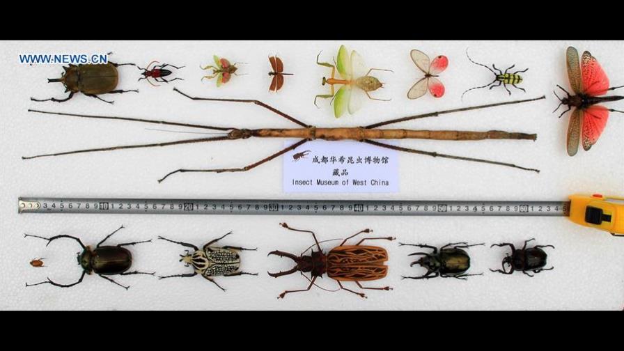 El insecto más grande del mundo mide más de medio metro