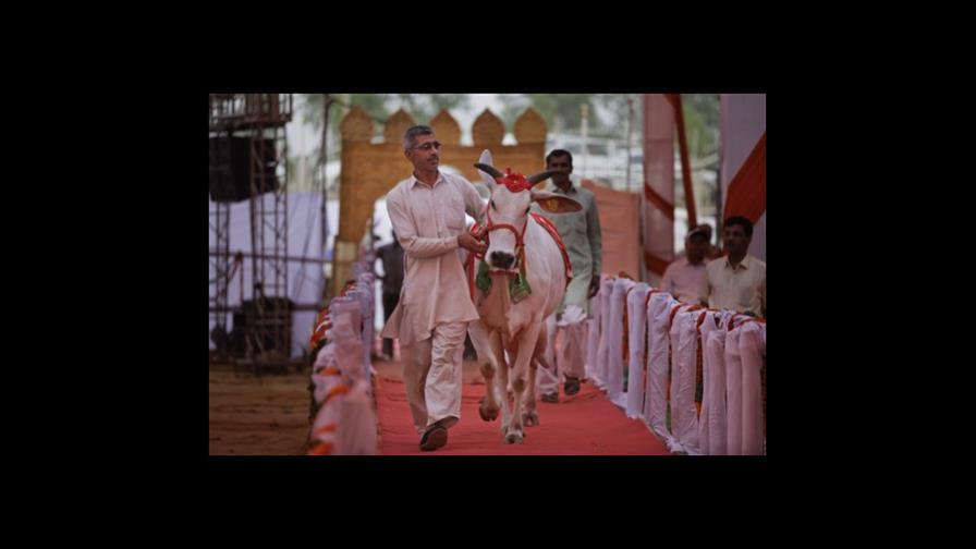 Concurso de belleza vacas en la India