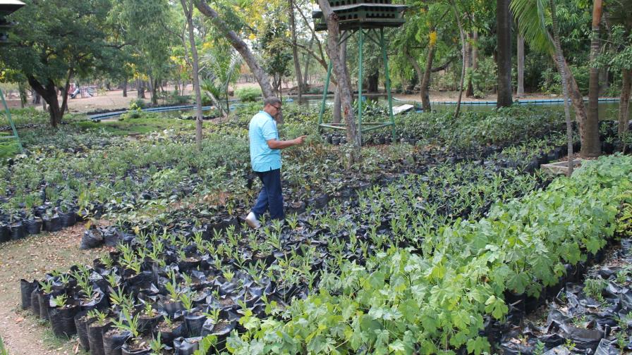 Viveros municipales del Distrito Nacional producen 34,522 plantas