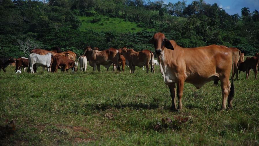 Apresan a varias personas por robo de vacas en tres provincias