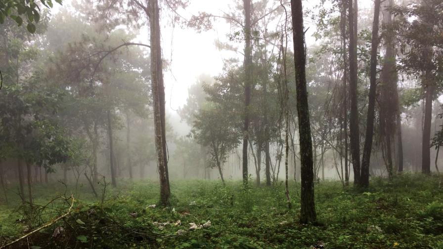 La confianza en la sombra de los árboles