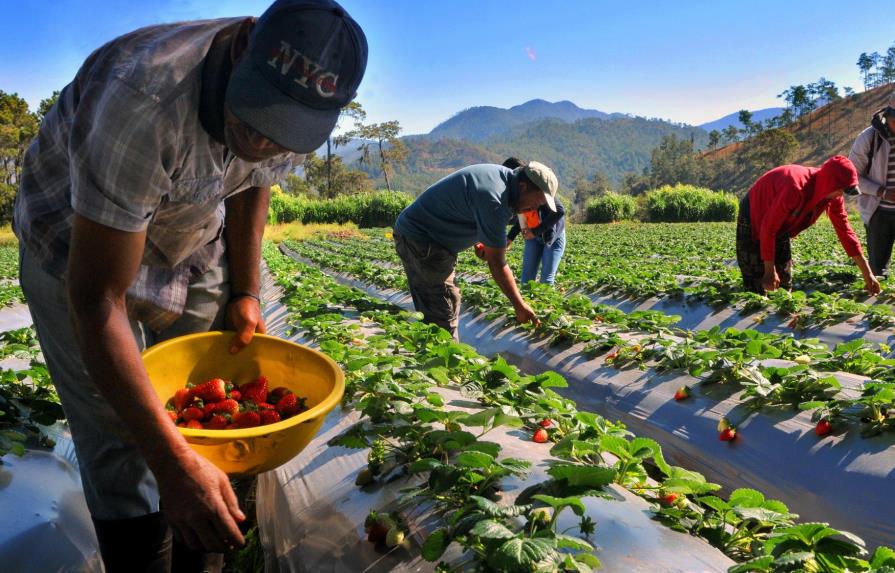 Danilo Medina felicita a los agricultores en su día; dice son mejor ejemplo de trabajo