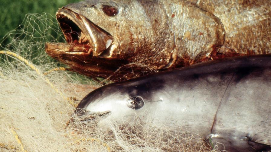 Expertos: Vaquita marina de México rumbo a la extinción Expertos: Vaquita marina de México rumbo a la extinción