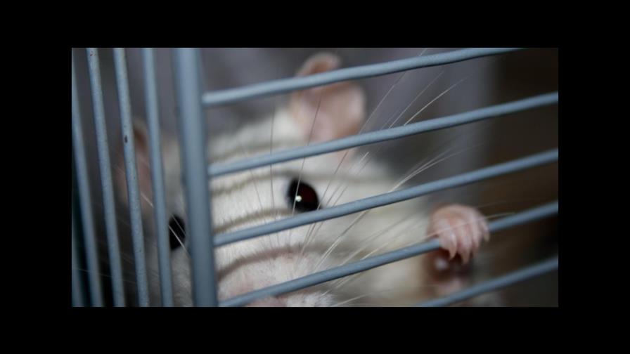 La inyección de una bacteria ayuda a combatir el estrés, según un estudio