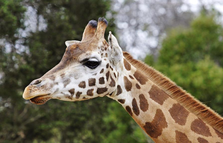 El genoma completo de la jirafa explica su peculiar morfología