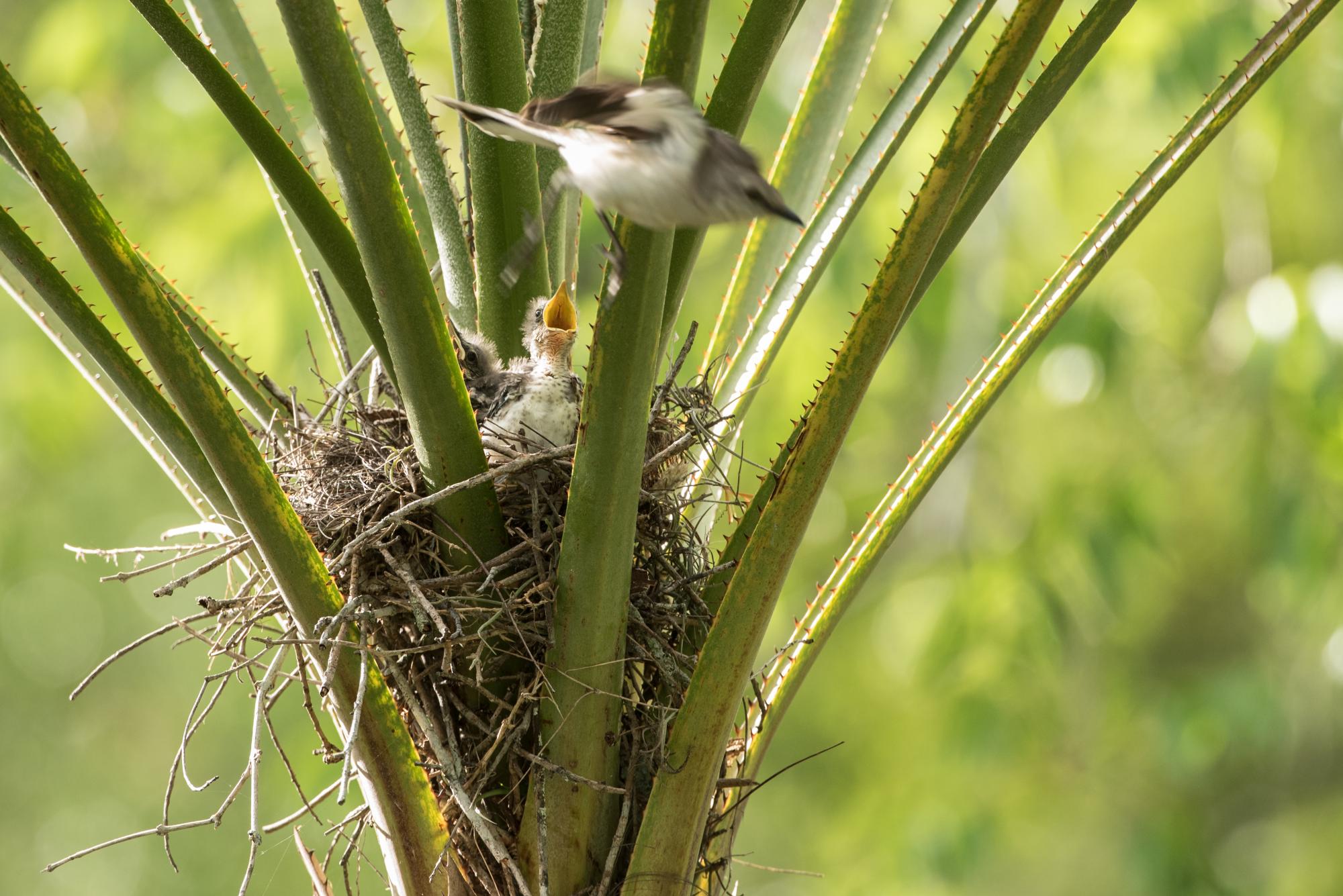 Un ruiseñor se aleja de un nido en una palma yarei luego de alimentarlos con insectos.