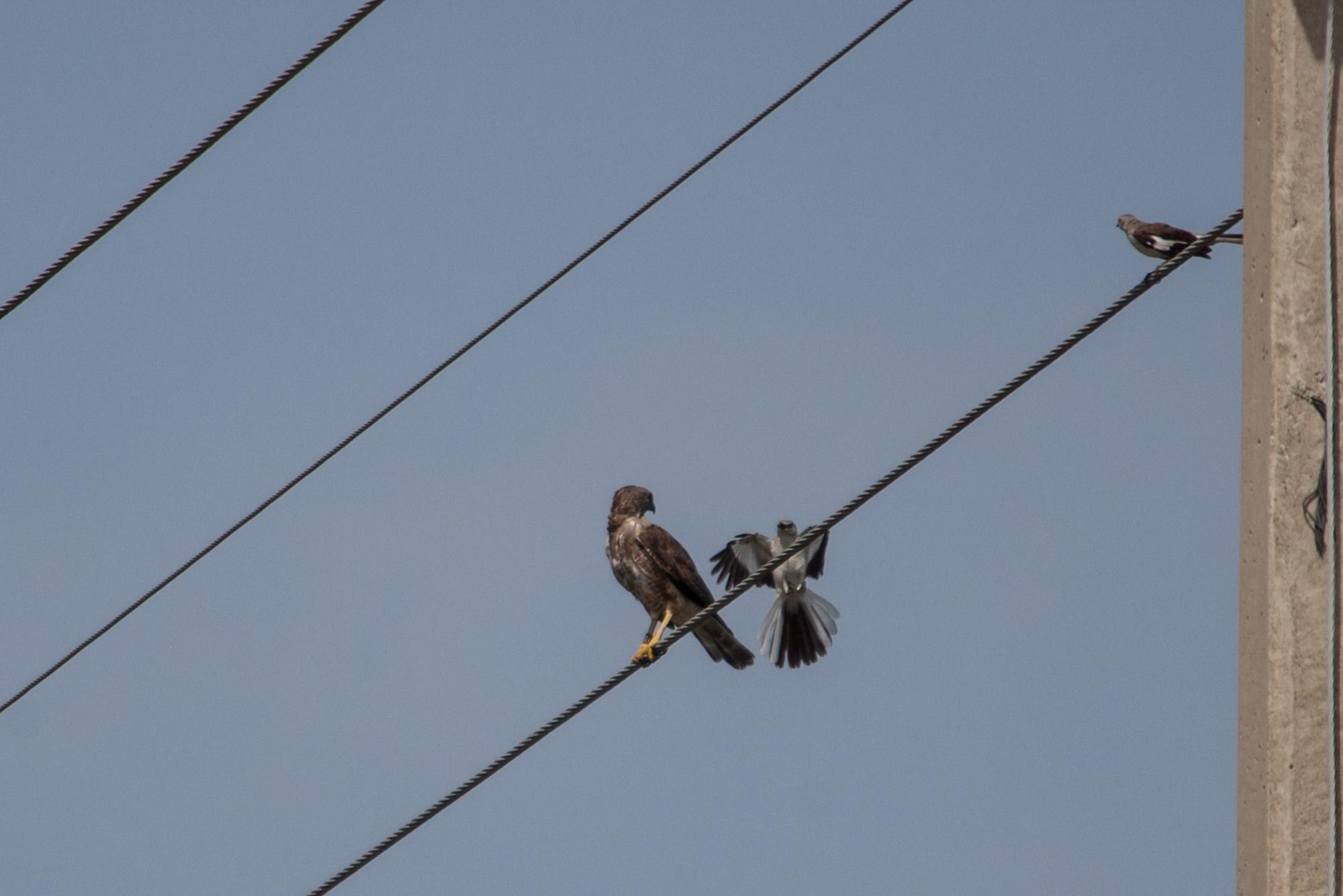 Dos ruiseñores atacan un gavilán de La Hispaniola en Punta Cana.