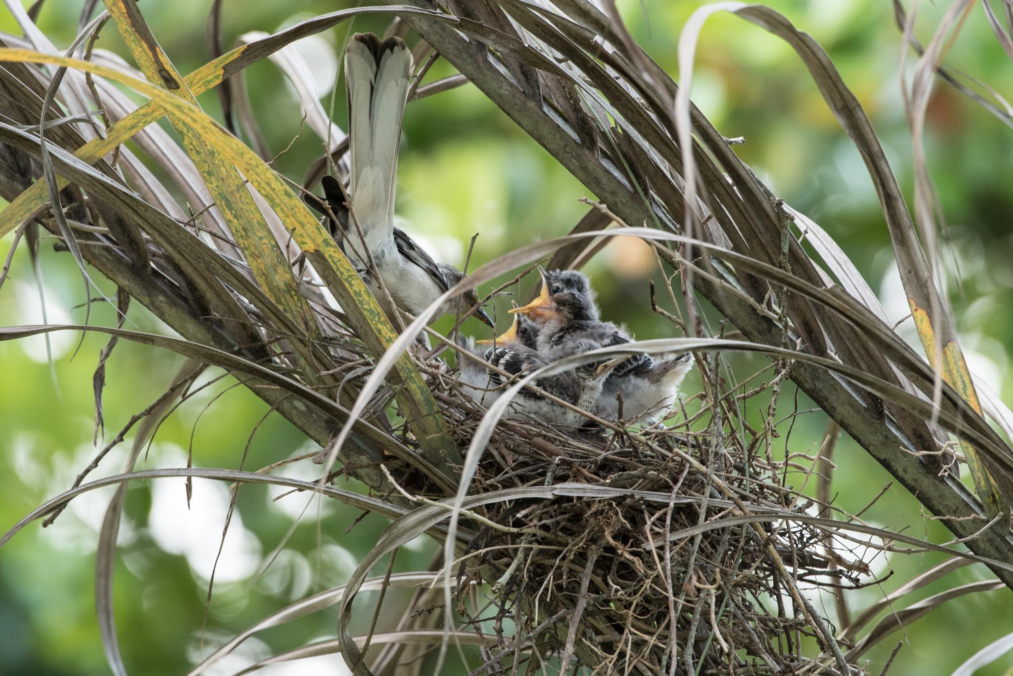 Un nido con tres pichones en una palma en el Jardín Botánico Nacional.
